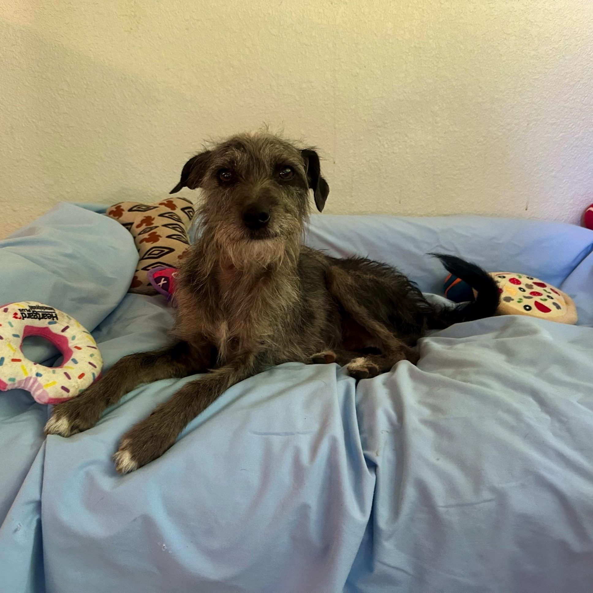 Smokey, an adoption pending mixed breed in High Ridge, MO image 3/6