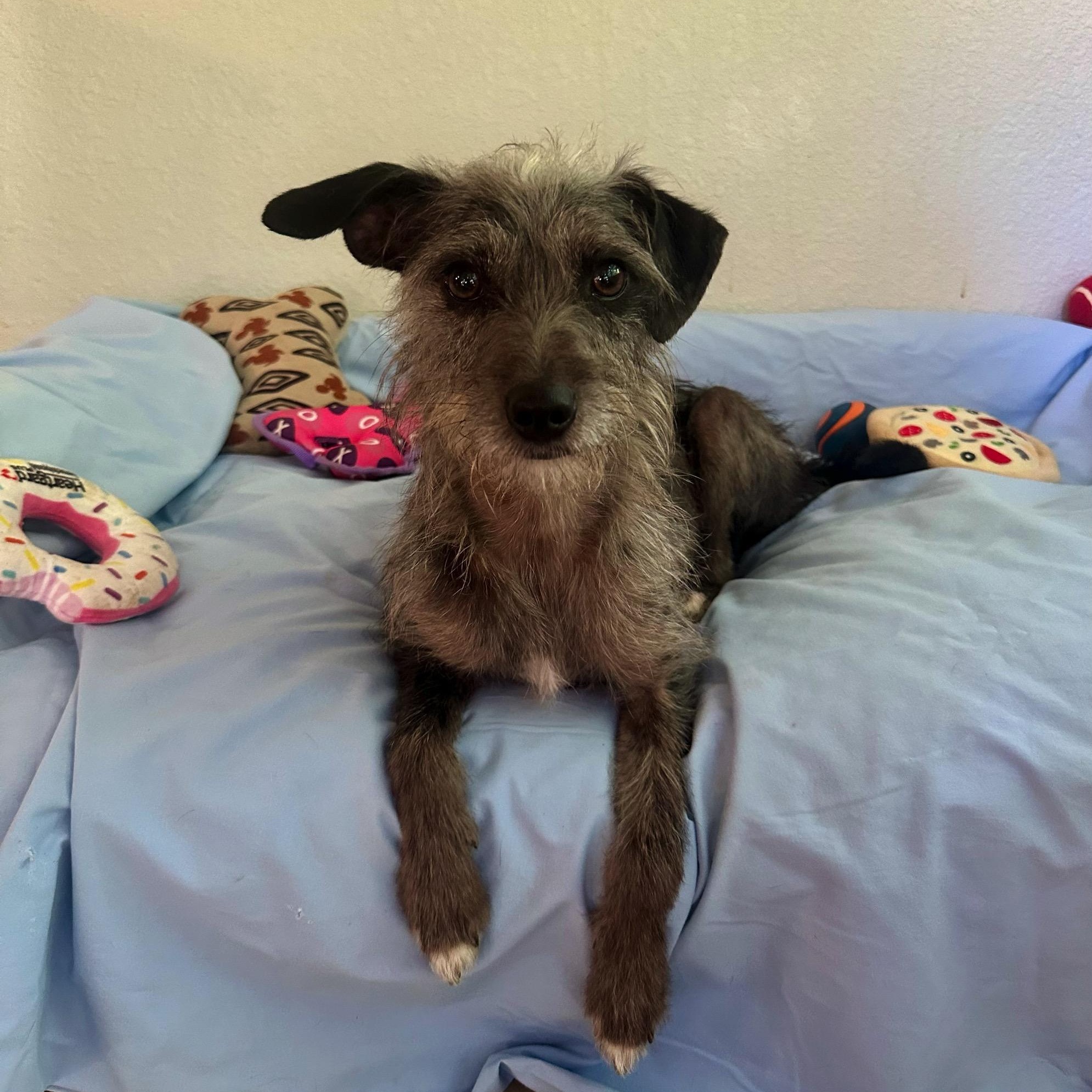 Smokey, ADOPTABLE, Young Male Border Terrier & Greyhound.