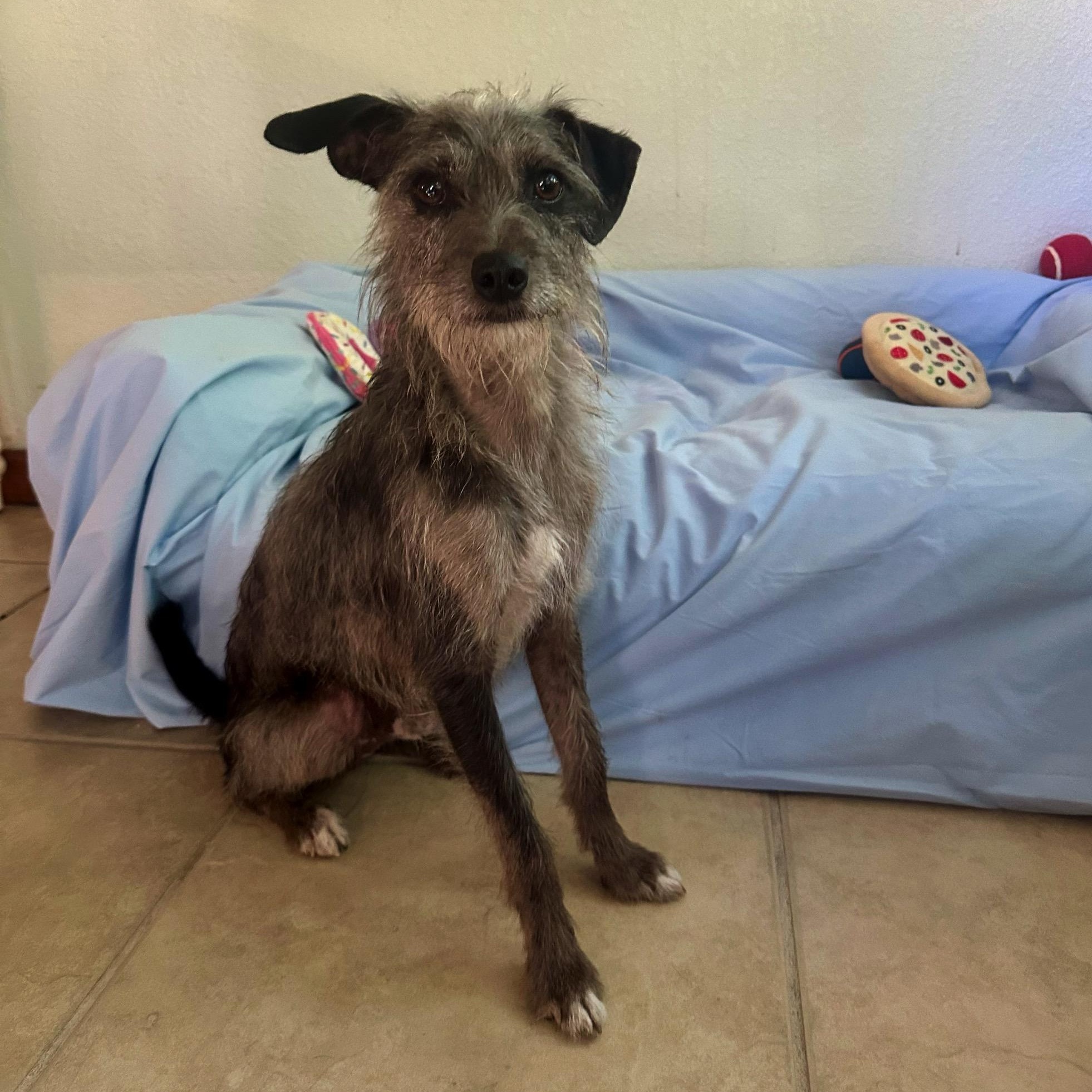 Smokey, an adoption pending mixed breed in High Ridge, MO image 6/6