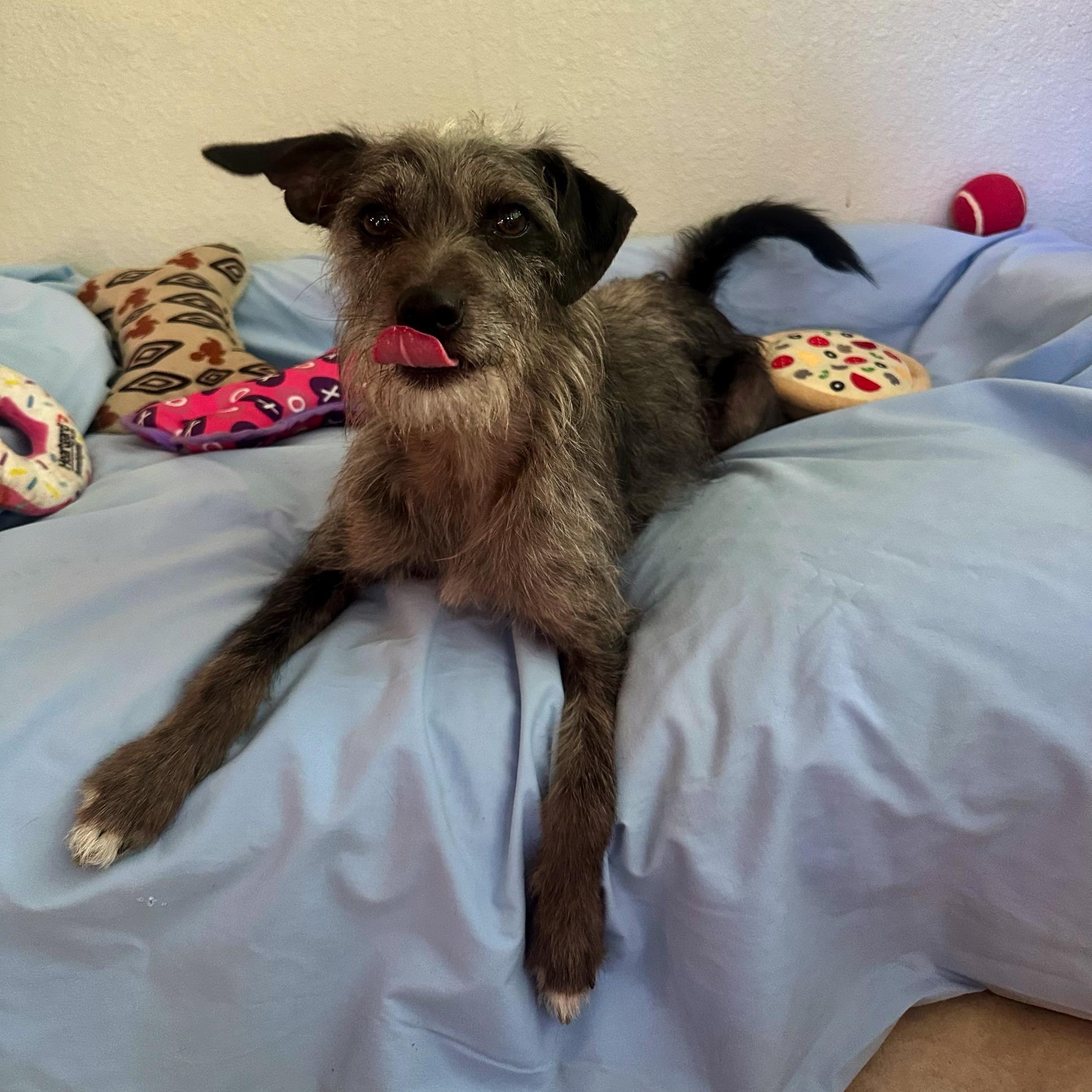 Smokey, an adoption pending mixed breed in High Ridge, MO image 2/6