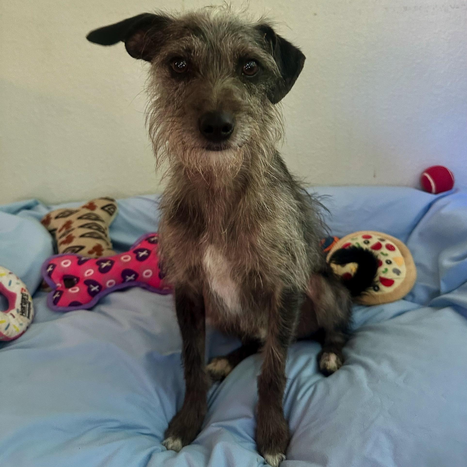 Smokey, an adoption pending mixed breed in High Ridge, MO image 5/6