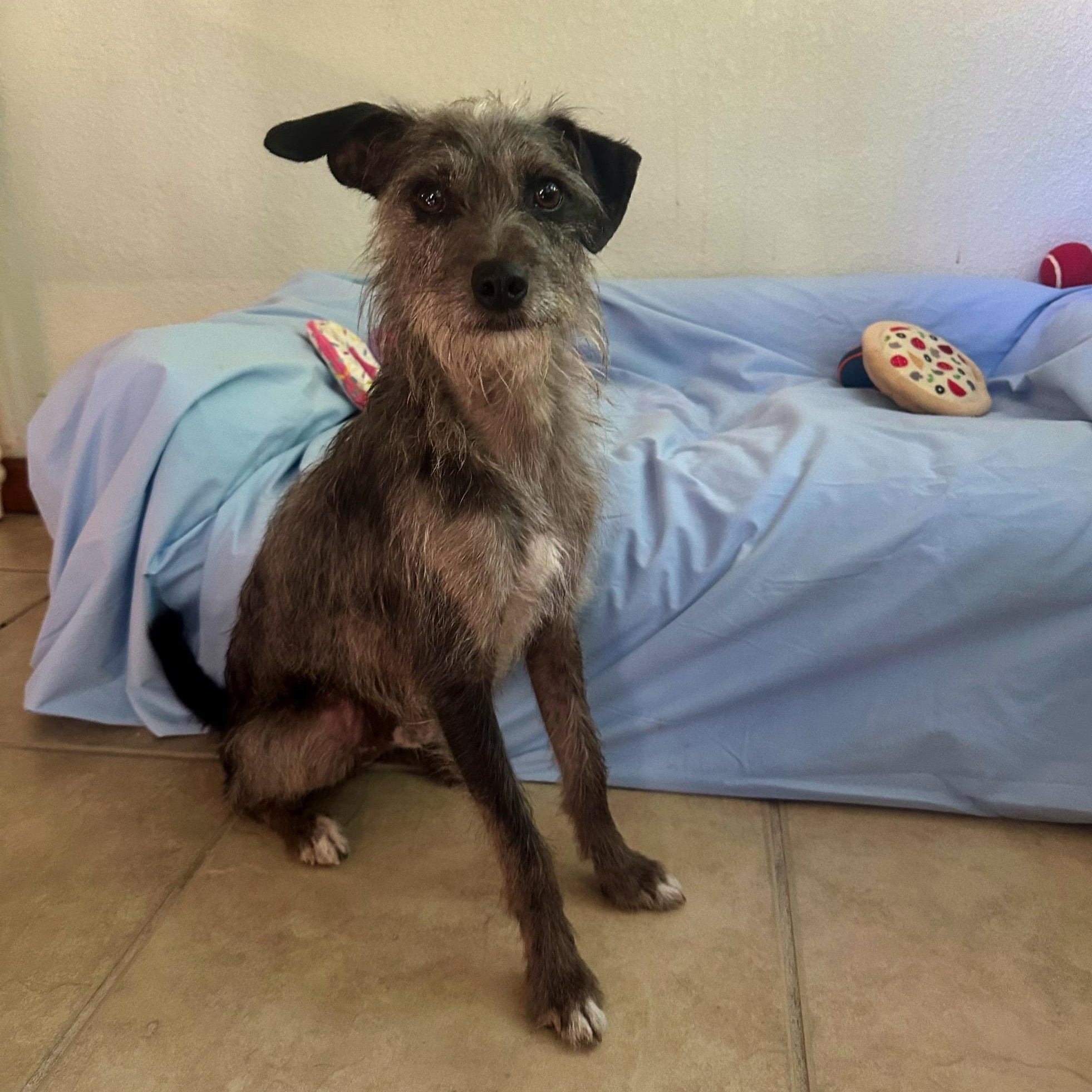 Smokey, an adoption pending mixed breed in High Ridge, MO image 4/6