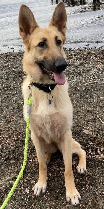 Freya, a Adoptable German Shepherd Dog in Bothell, WA image 2/3