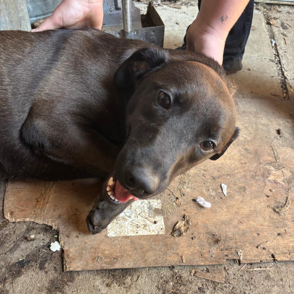 Ellie 2, Adoptable, Young Female Mixed Breed.