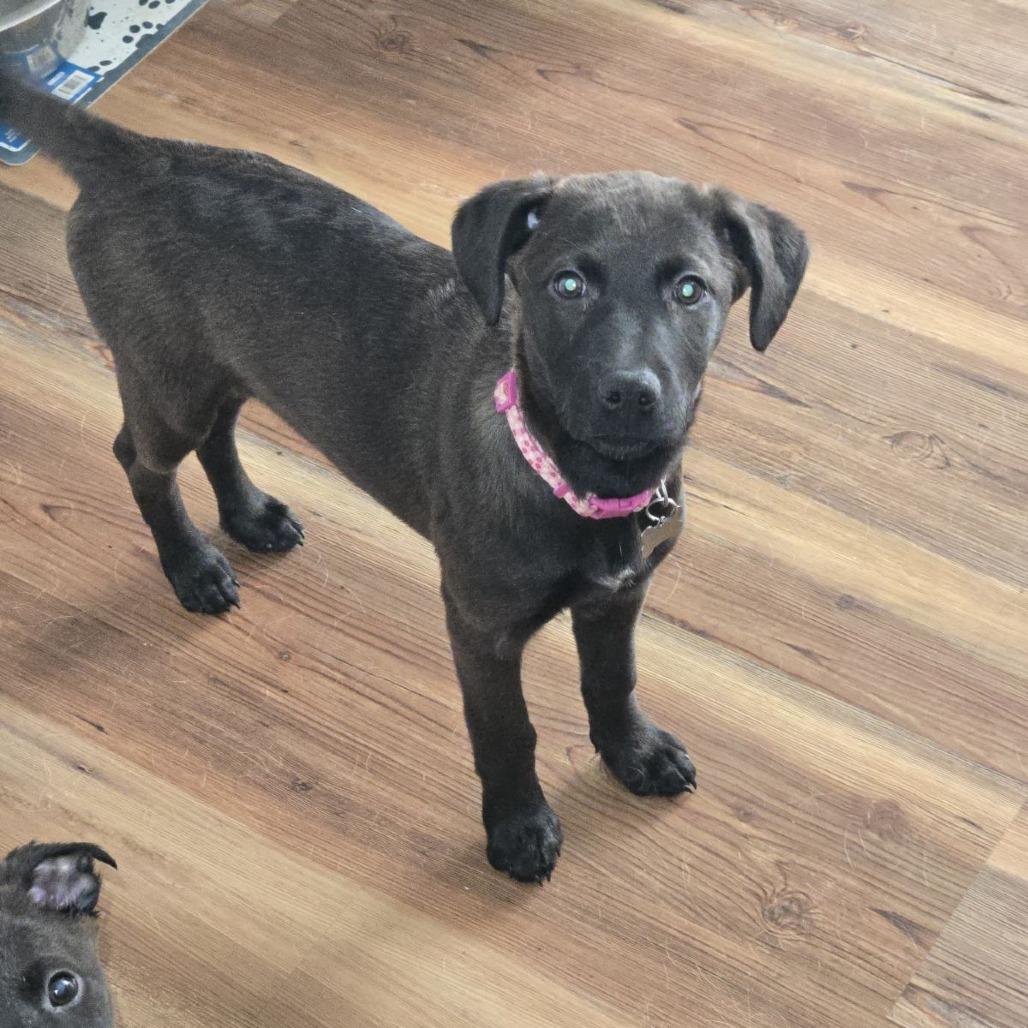 Enlarge Ellie 2, a Adoptable Mixed Breed in Laurel, MS image 2/2