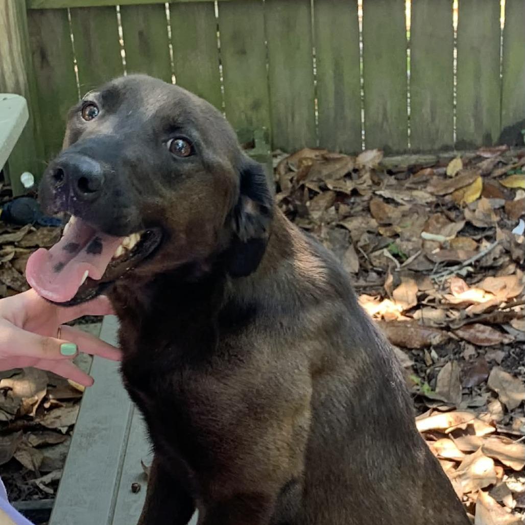 Ellie 2, a Adoptable Mixed Breed in Laurel, MS image 3/3