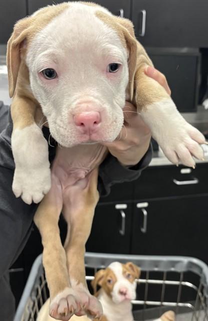WIGGLES, Adoptable, Puppy Male Pit Bull Terrier.