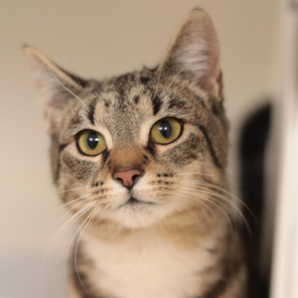 Tambourine — thumbnail 2