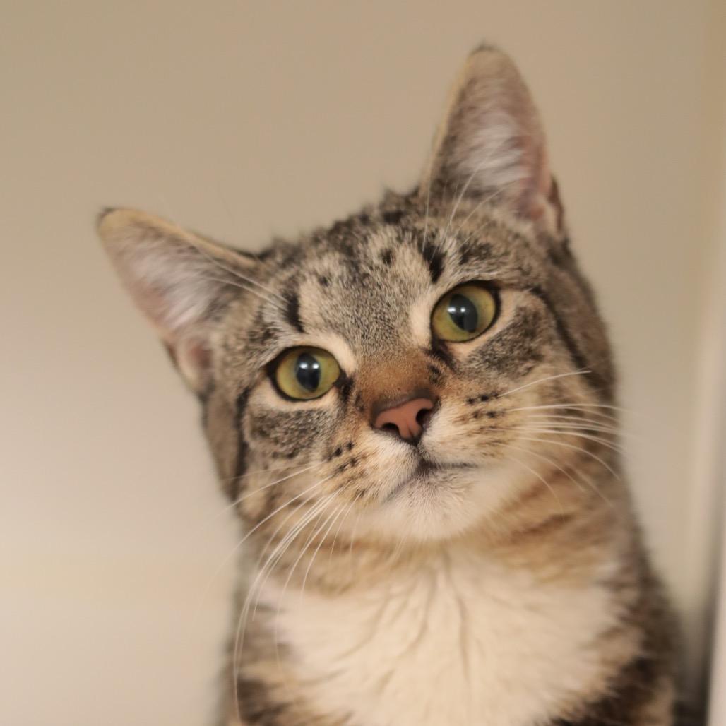 Tambourine — thumbnail 3