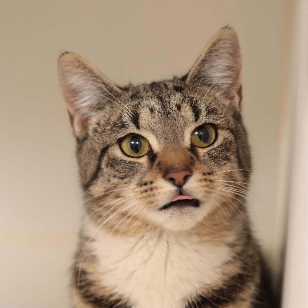 Tambourine — thumbnail 4