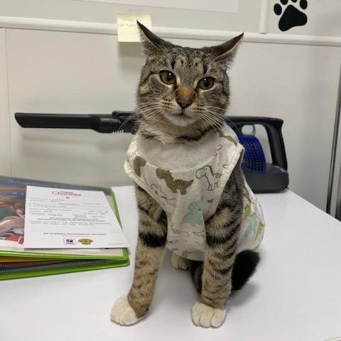 Tambourine — thumbnail 5