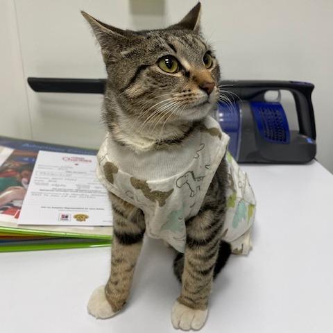 Tambourine — thumbnail 6