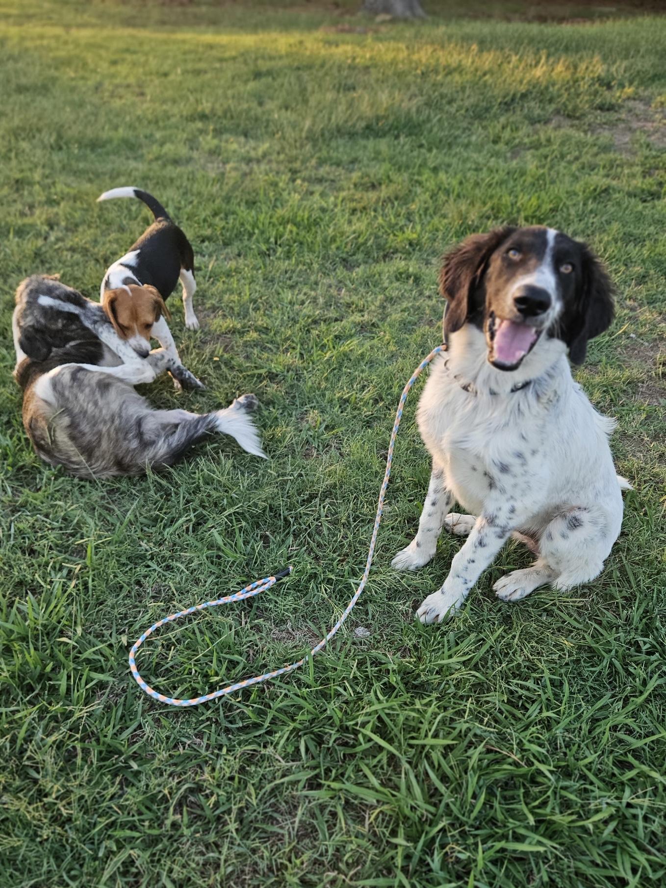 Enlarge Motley, a Adoptable mixed breed in Welling, OK image 1/4