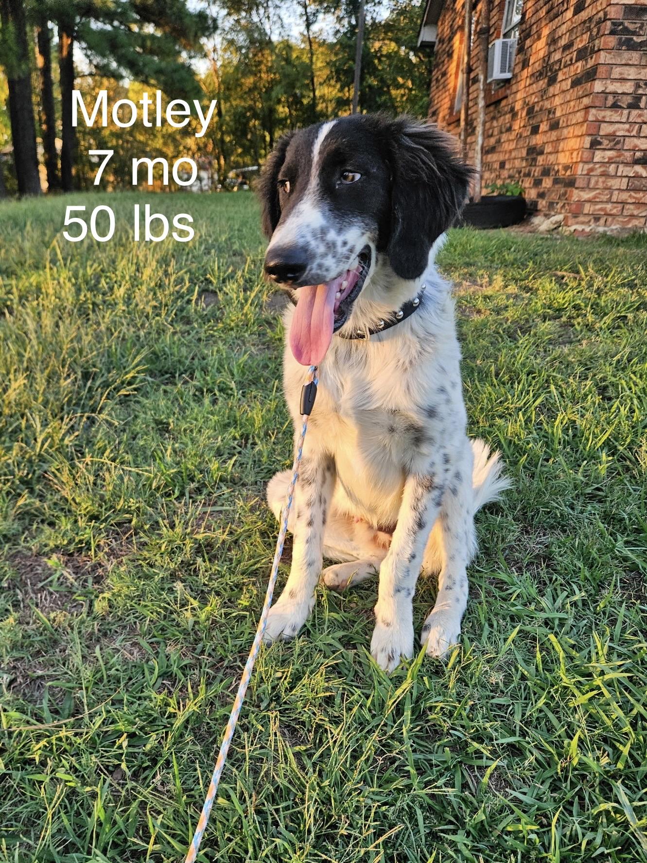 Enlarge Motley, a Adoptable mixed breed in Welling, OK image 2/4