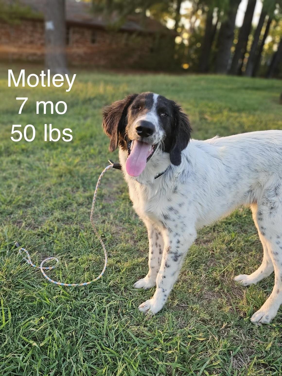 Enlarge Motley, a Adoptable mixed breed in Welling, OK image 3/4