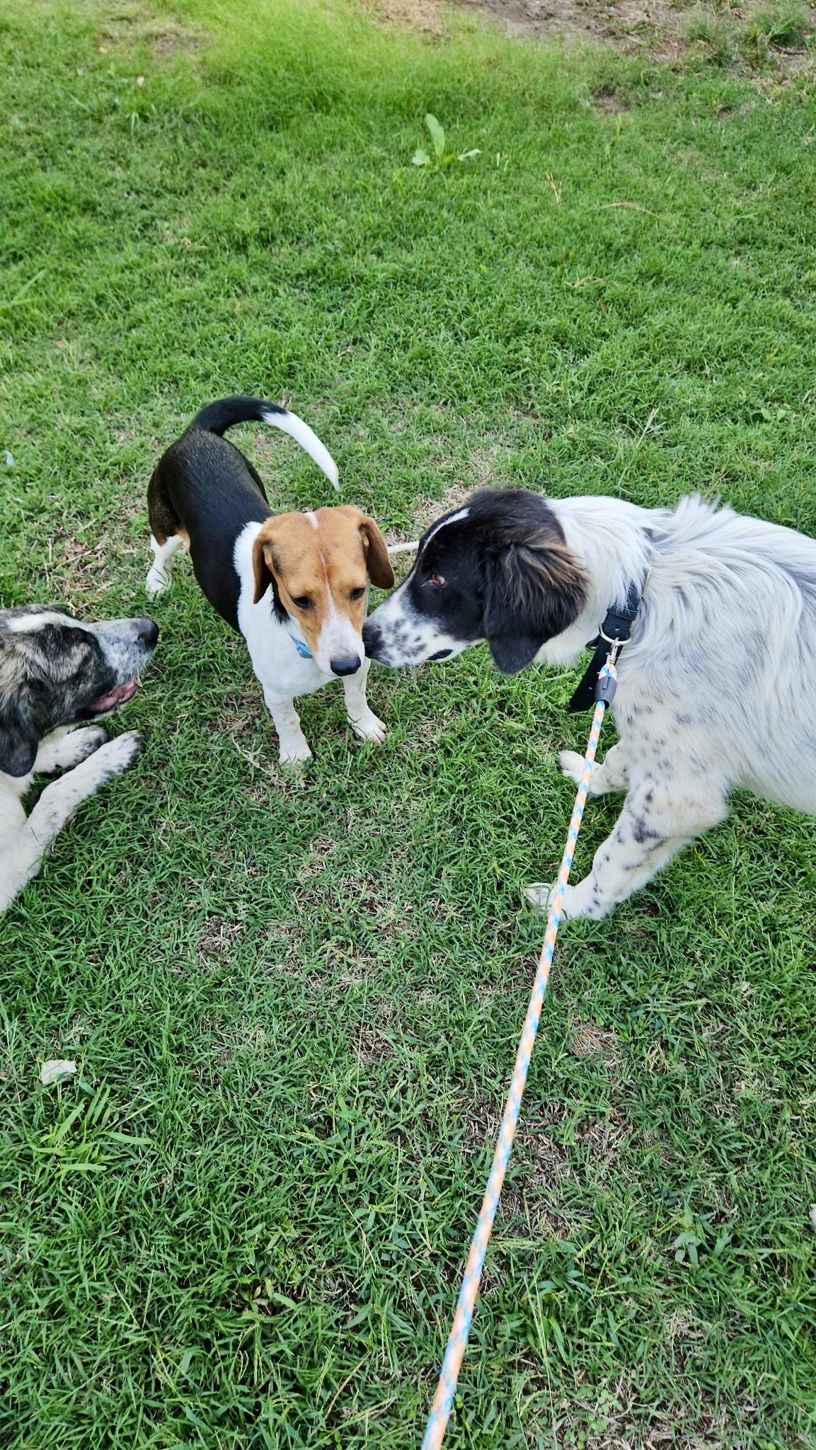 Enlarge Motley, a Adoptable mixed breed in Welling, OK image 4/4