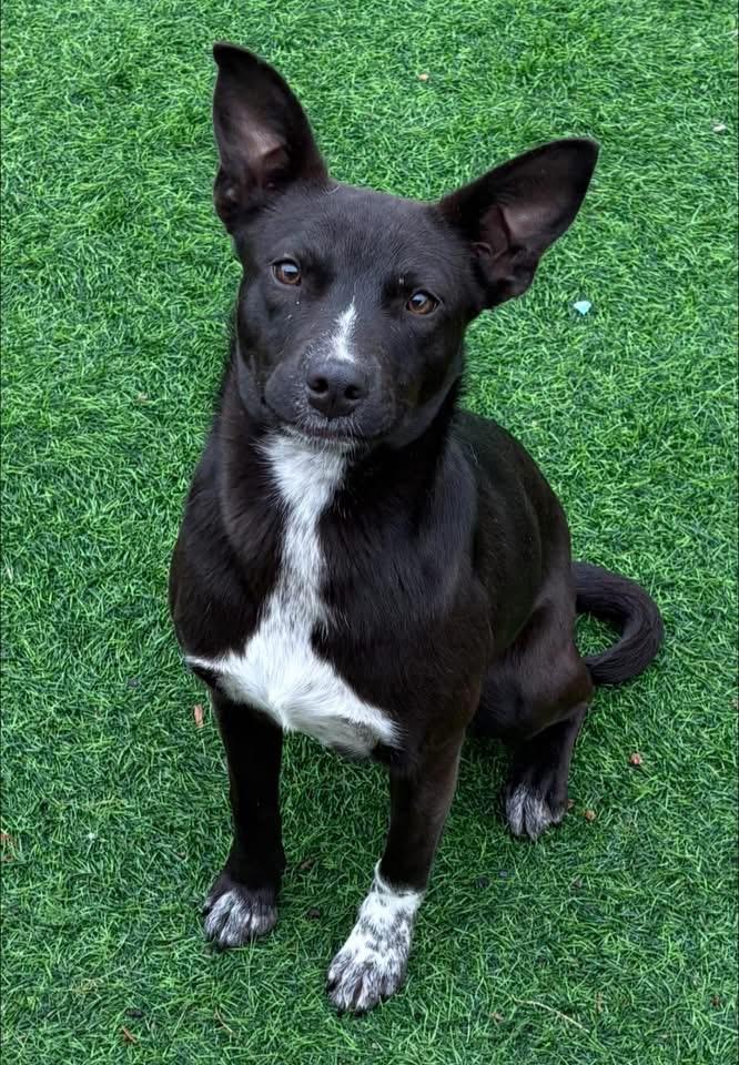Enlarge Dottie, a ADOPTABLE mixed breed in Inverness, FL image 1/4