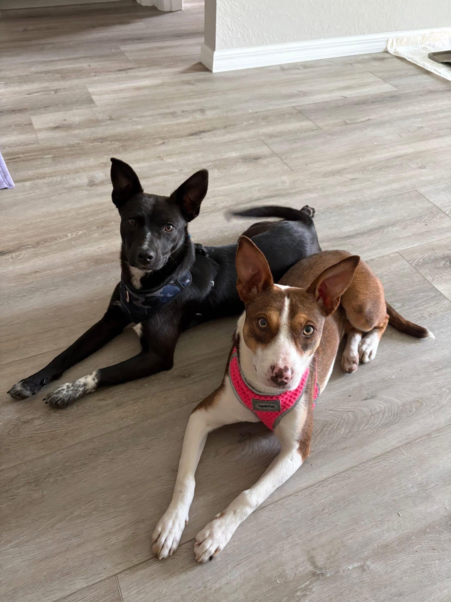 Enlarge Dottie, a ADOPTABLE mixed breed in Inverness, FL image 3/4