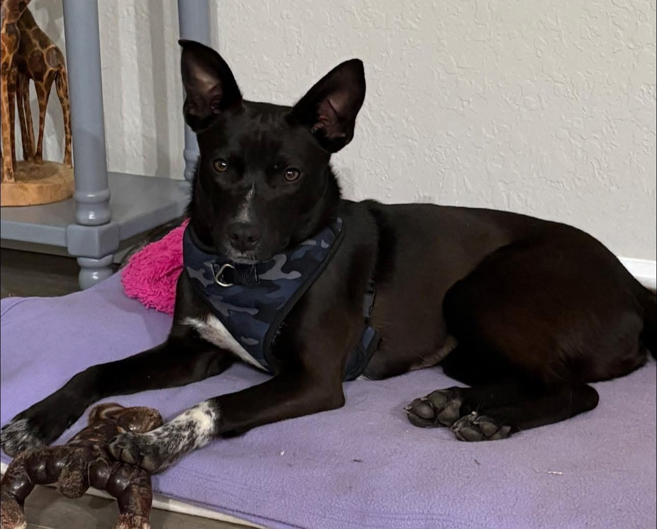 Enlarge Dottie, a ADOPTABLE mixed breed in Inverness, FL image 2/4