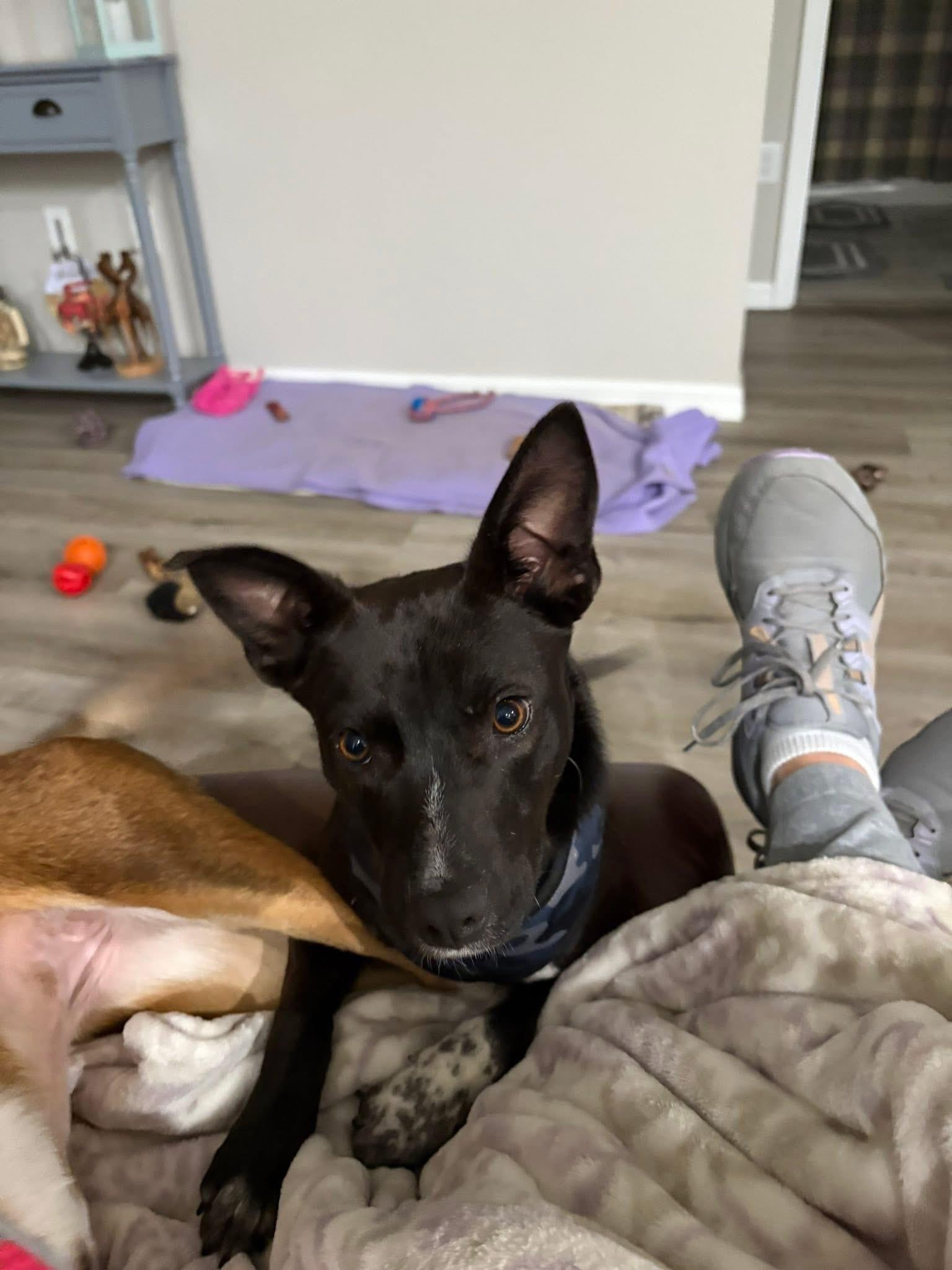 Enlarge Dottie, a ADOPTABLE mixed breed in Inverness, FL image 4/4