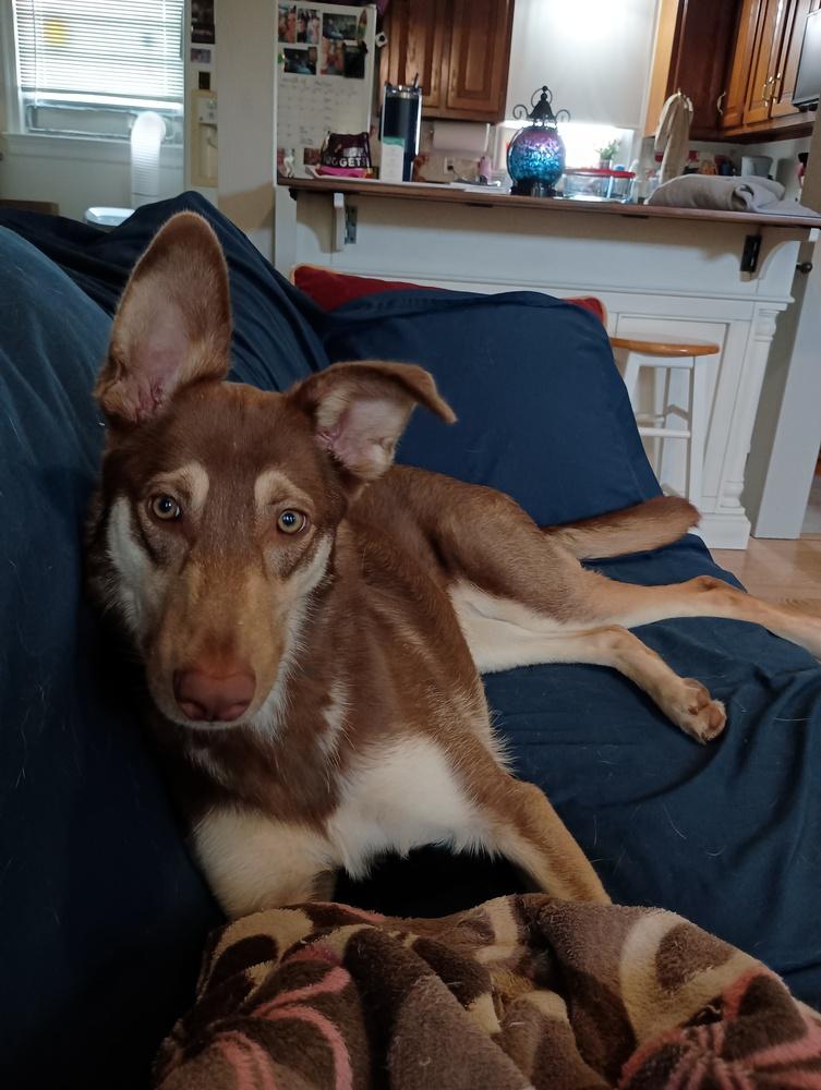 JeBecca, Adoptable, Puppy Female Carolina Dog & German Shepherd Dog.