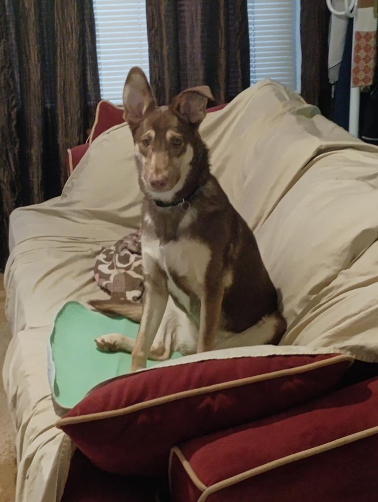 Enlarge JeBecca, a Adoptable mixed breed in Wake Forest, NC image 2/5