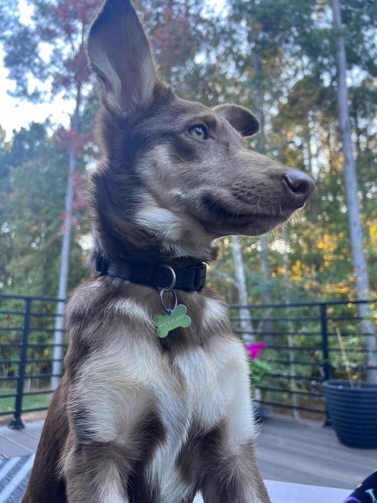 Enlarge JeBecca, a Adoptable mixed breed in Wake Forest, NC image 5/5