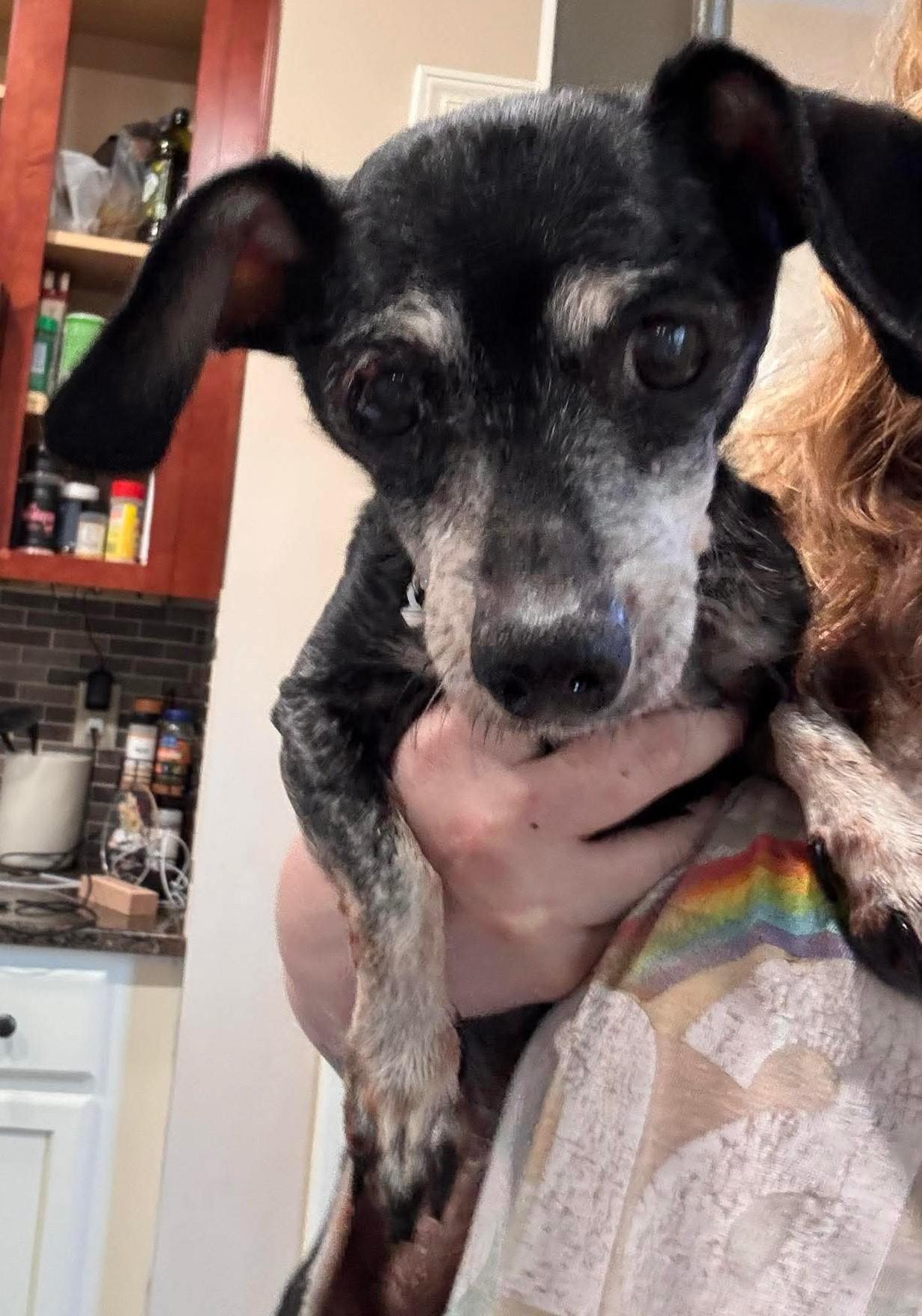 Rachel -ADOPTION PENDING, a Adoptable Dachshund in Woodstock, GA image 2/3