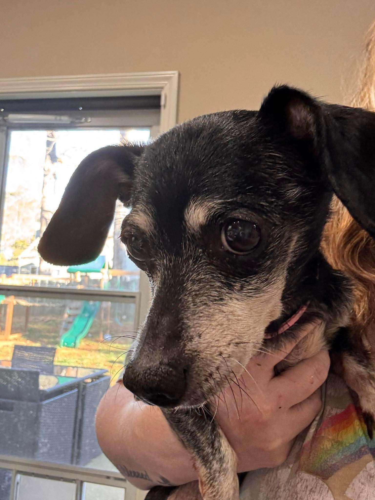 Rachel -ADOPTION PENDING, a Adoptable Dachshund in Woodstock, GA image 3/3