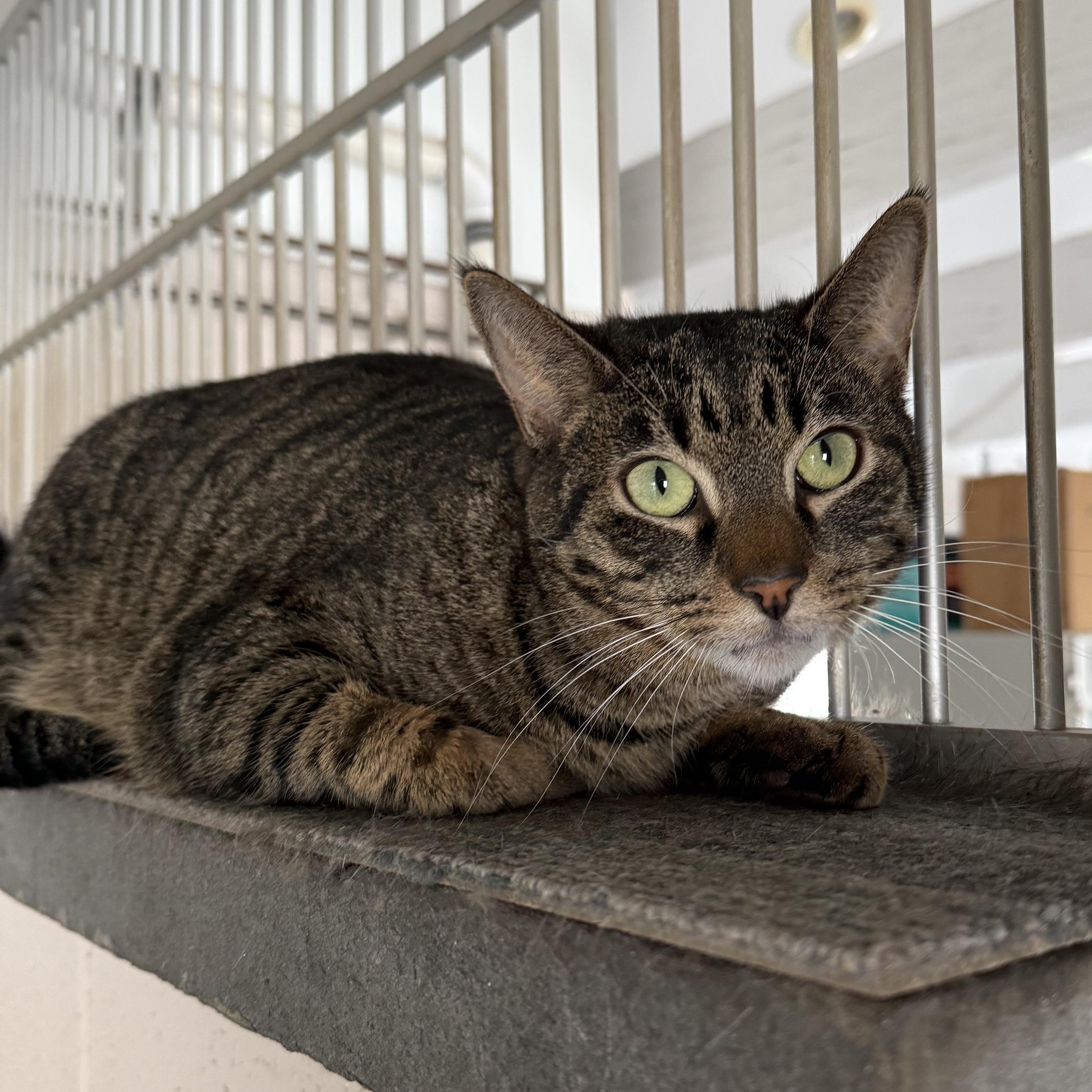 Antonio, Adoptable, Young Male Domestic Short Hair.