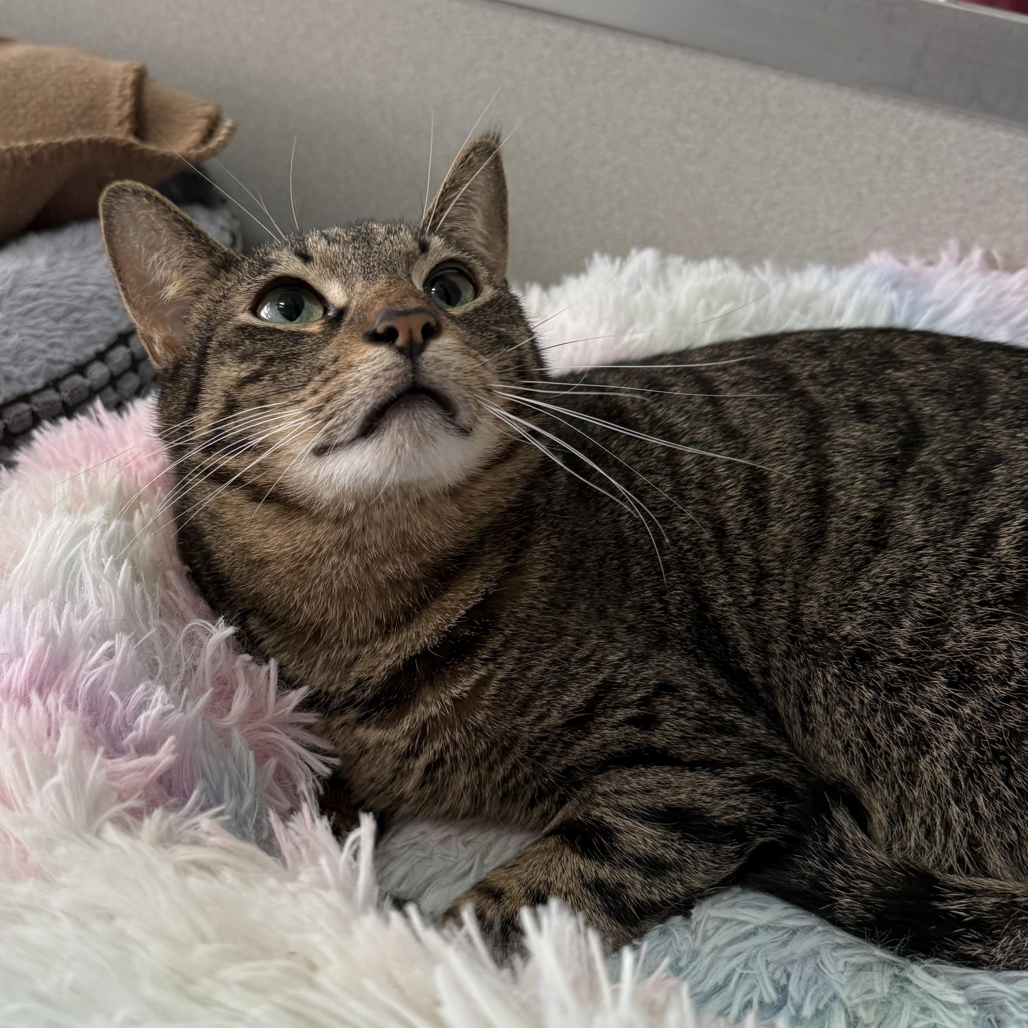 Enlarge Antonio, a Adoptable mixed breed in West Milford, NJ image 1/6