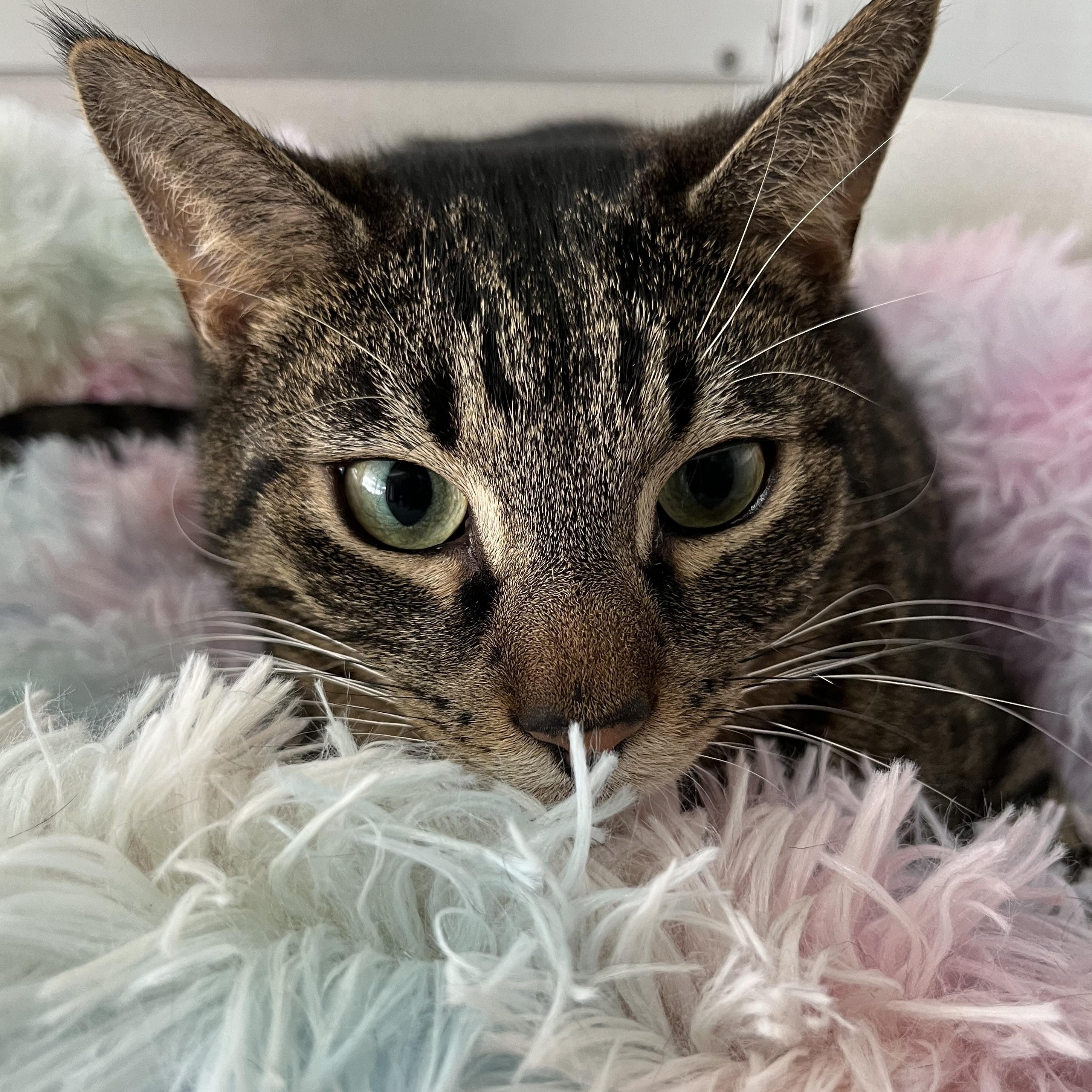 Enlarge Antonio, a Adoptable mixed breed in West Milford, NJ image 5/6