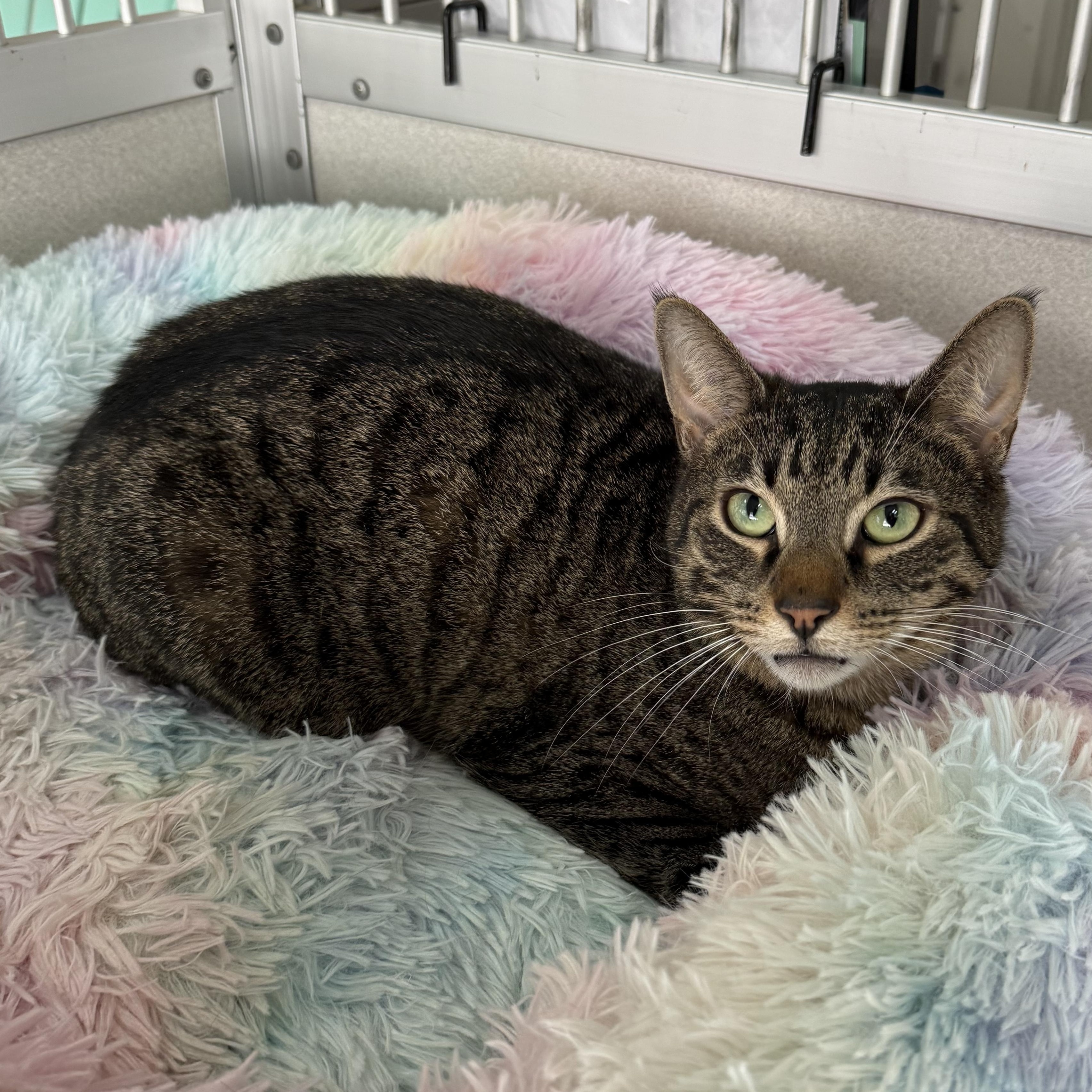 Enlarge Antonio, a Adoptable mixed breed in West Milford, NJ image 6/6