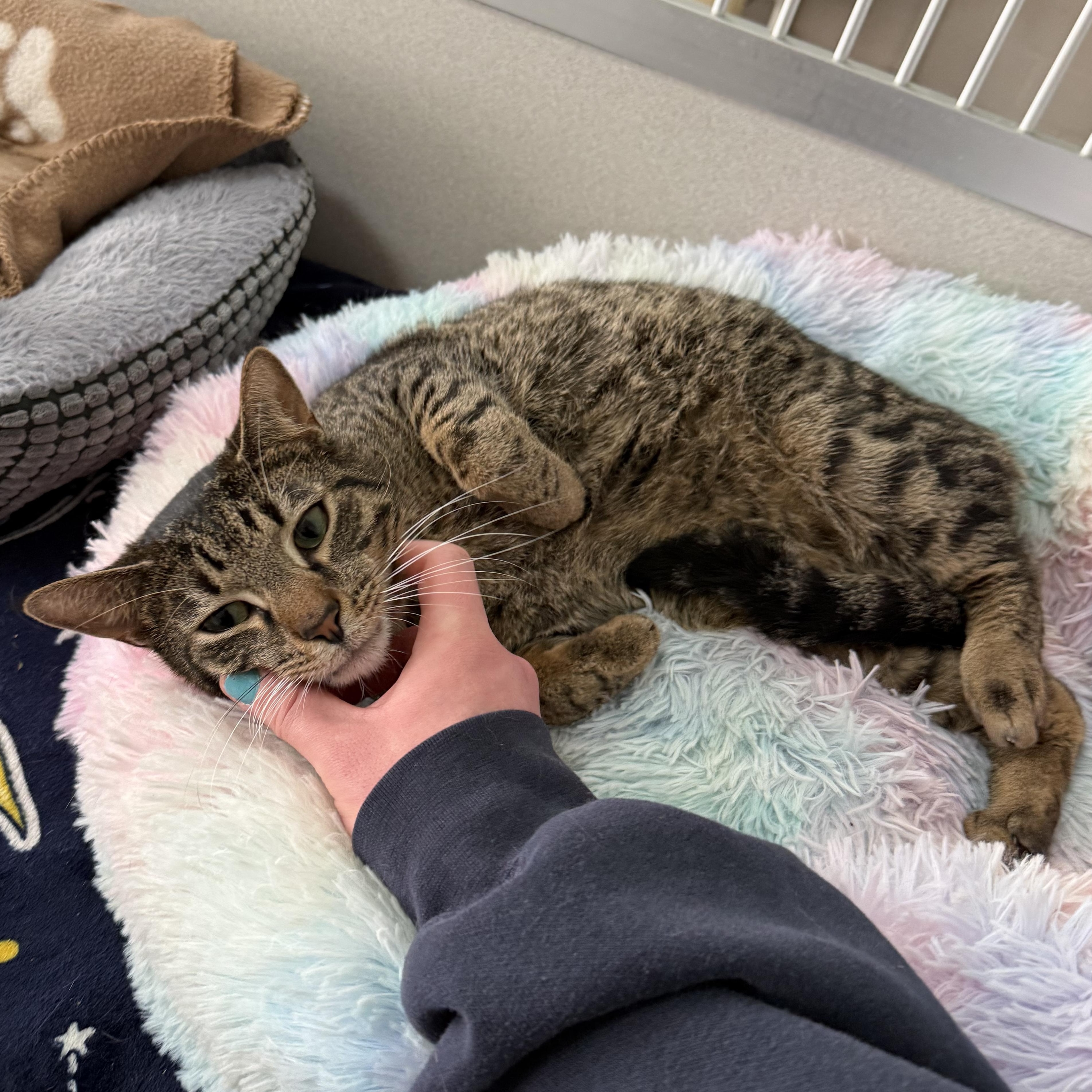 Enlarge Antonio, a Adoptable mixed breed in West Milford, NJ image 2/6