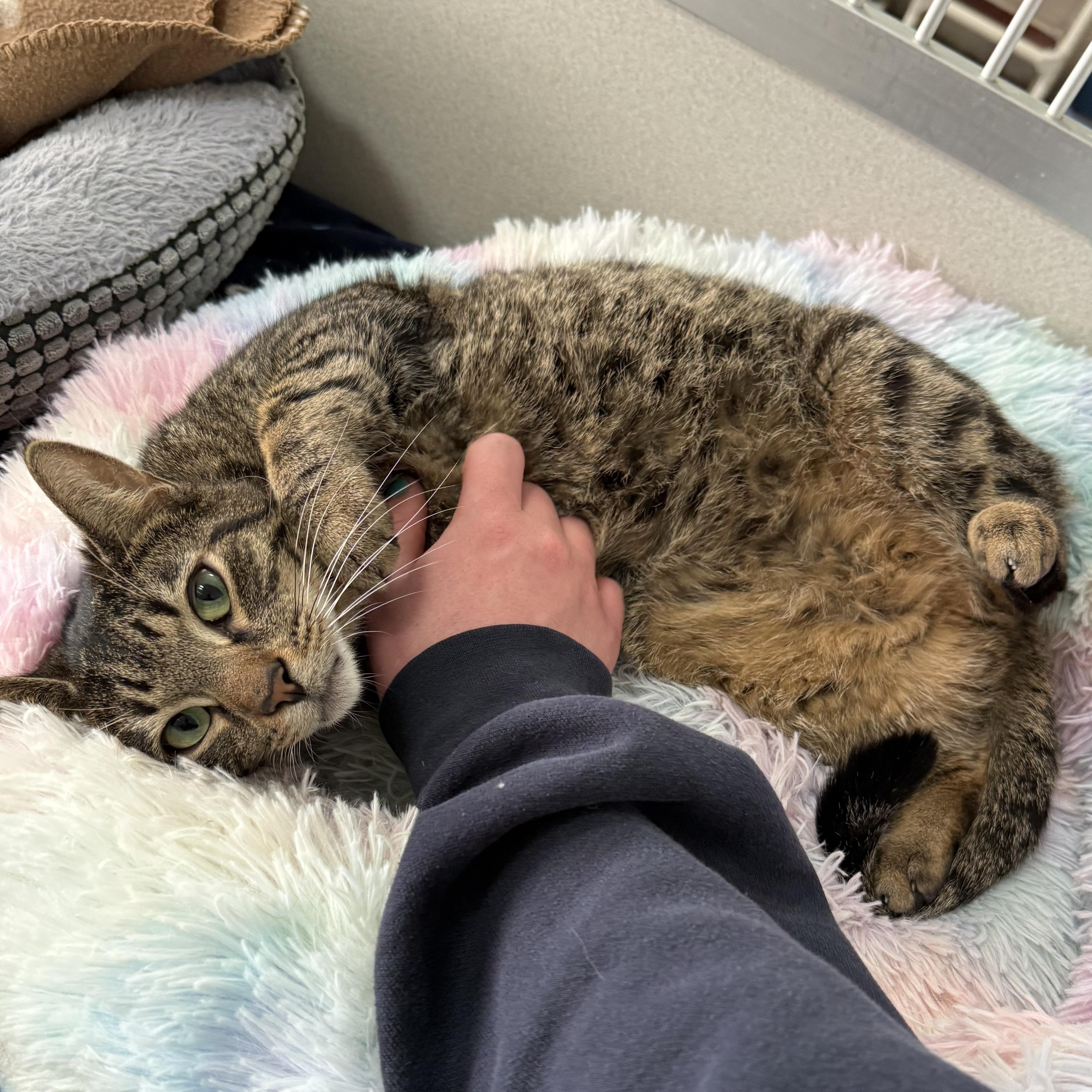 Enlarge Antonio, a Adoptable mixed breed in West Milford, NJ image 4/6