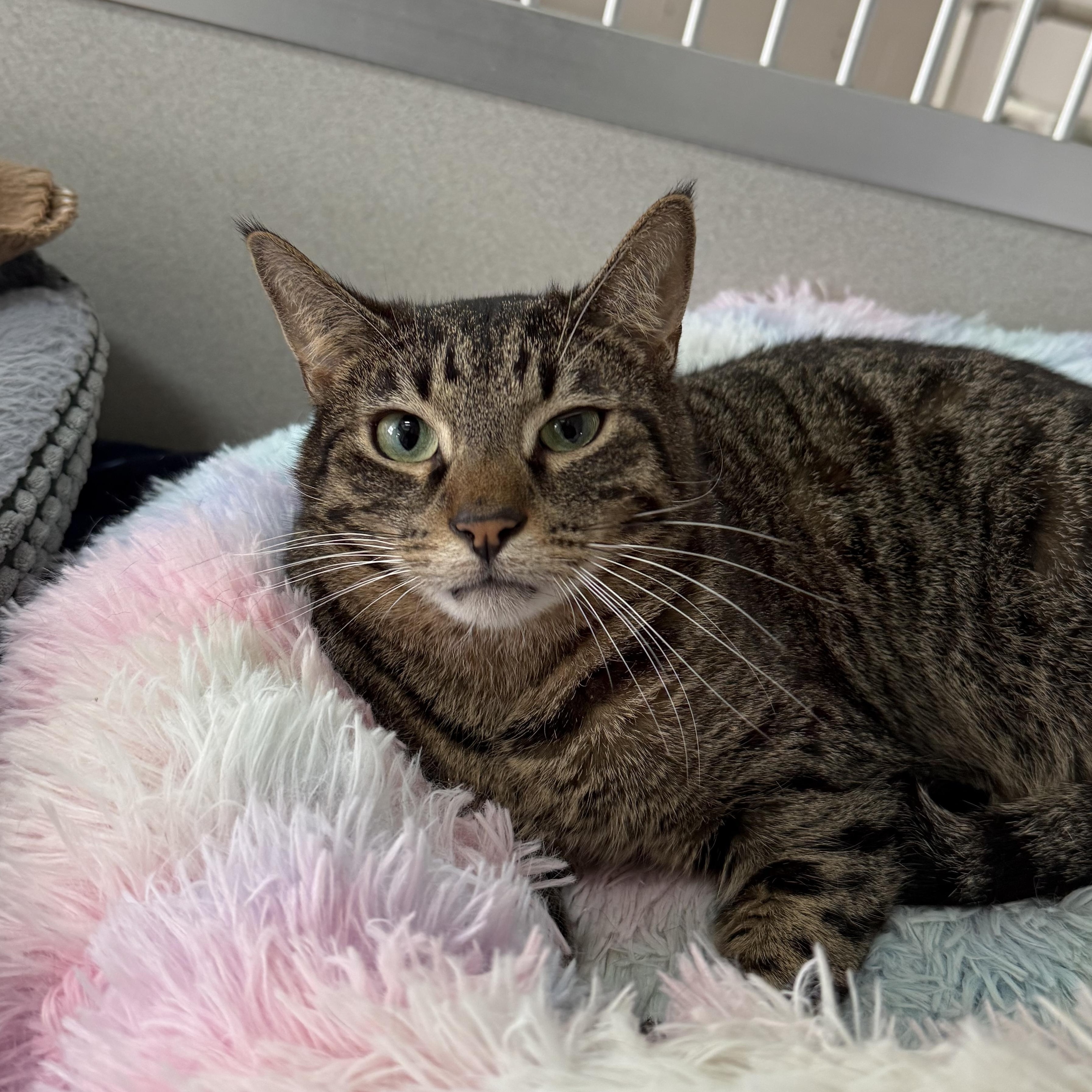 Enlarge Antonio, a Adoptable mixed breed in West Milford, NJ image 3/6