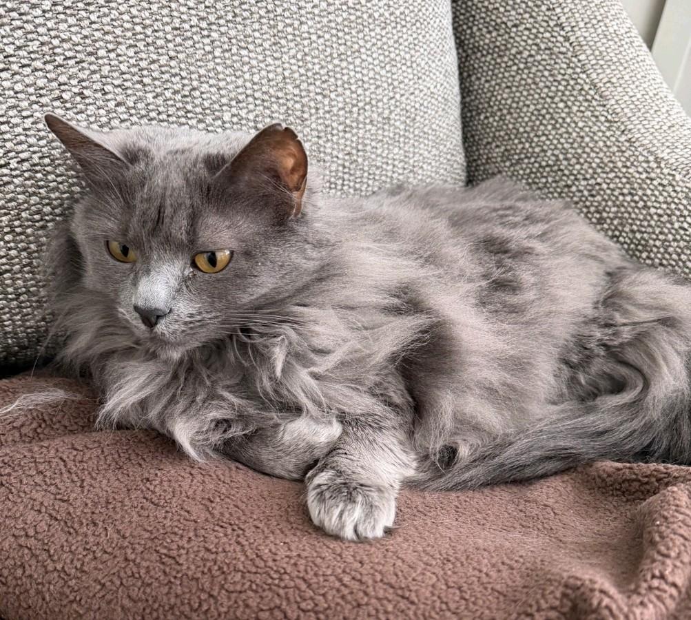 Enlarge Miss Butters, a ADOPTABLE Domestic Medium Hair in Reno, NV image 2/2