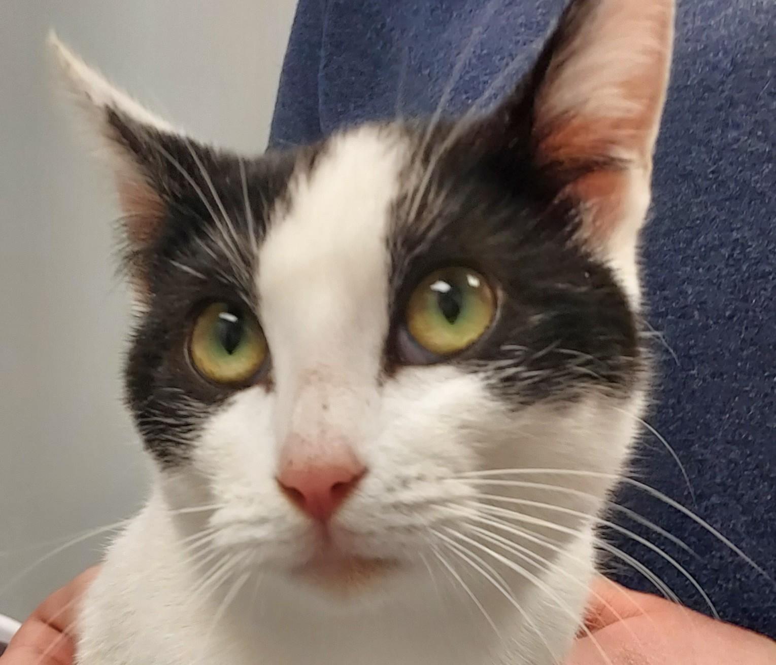 Enlarge Roxy, an adopted Domestic Short Hair in Huntley, IL image 1/3