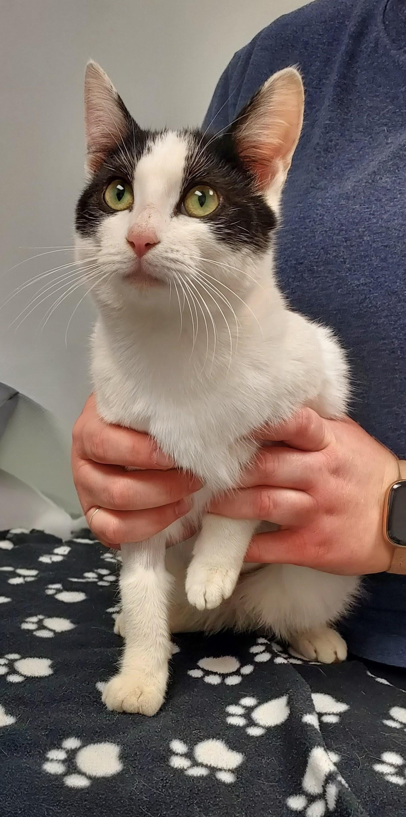 Enlarge Roxy, an adopted Domestic Short Hair in Huntley, IL image 2/3