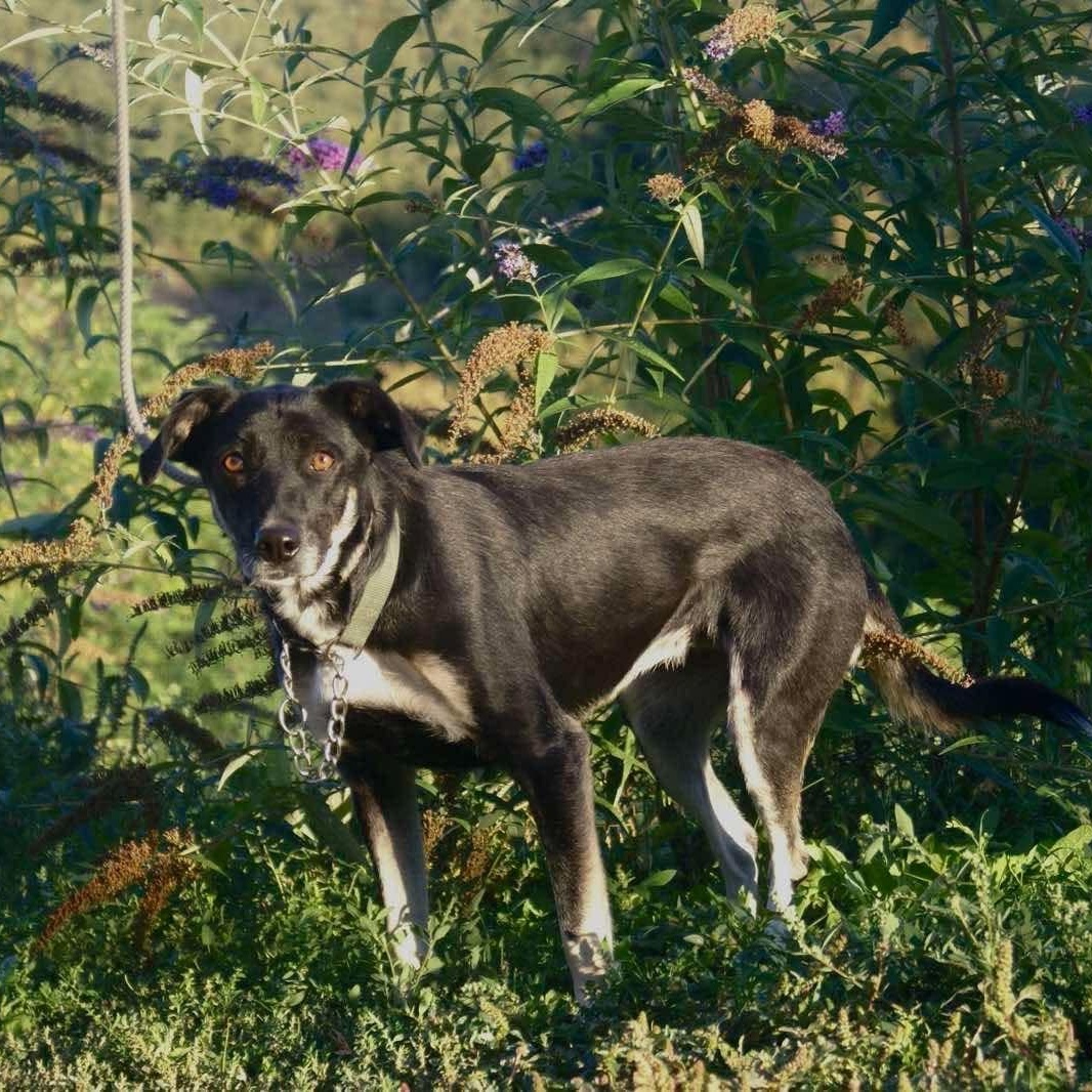 Omega, Adoptable, Adult Female Shepherd.