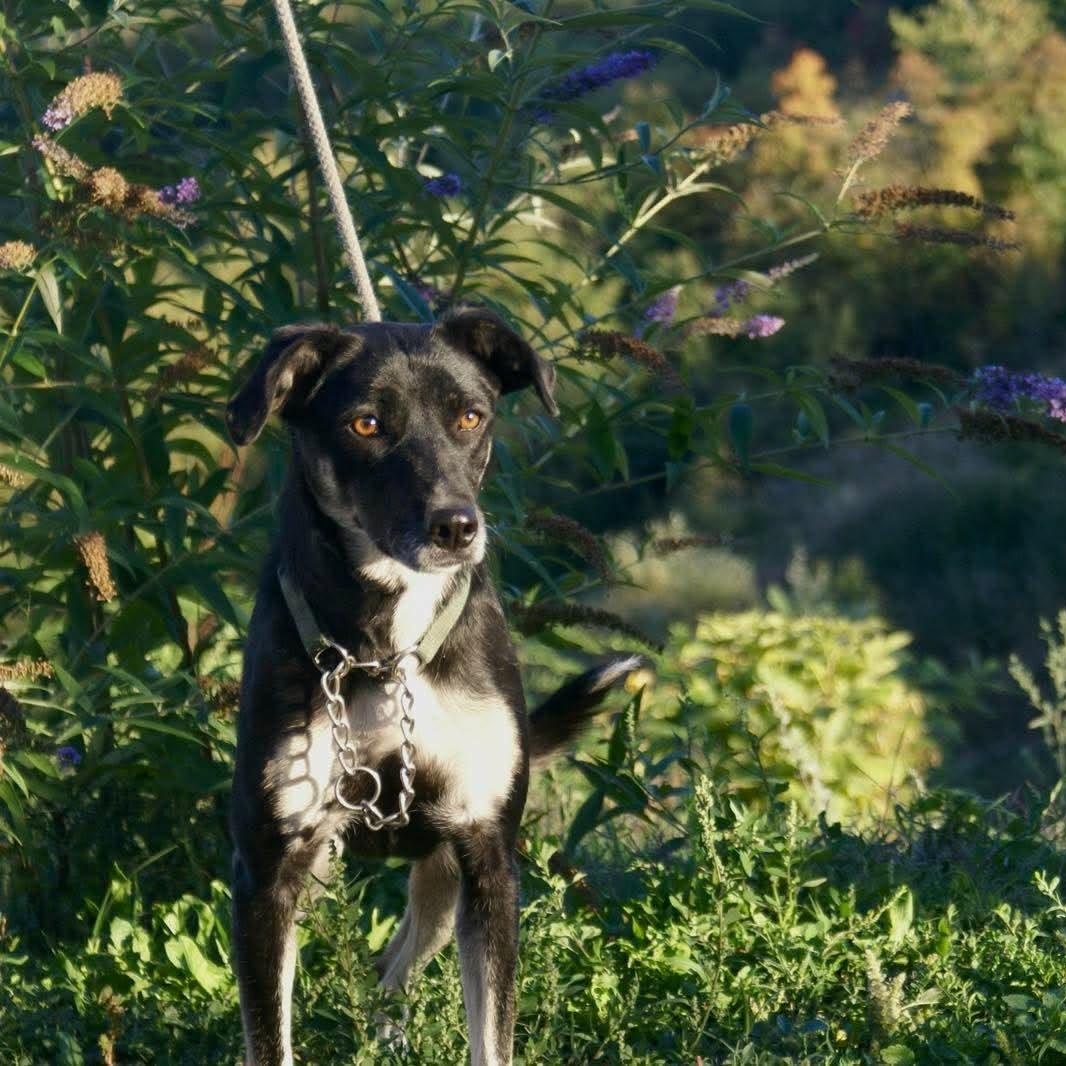 Enlarge Omega, a Adoptable mixed breed in Palos Heights, IL image 4/4