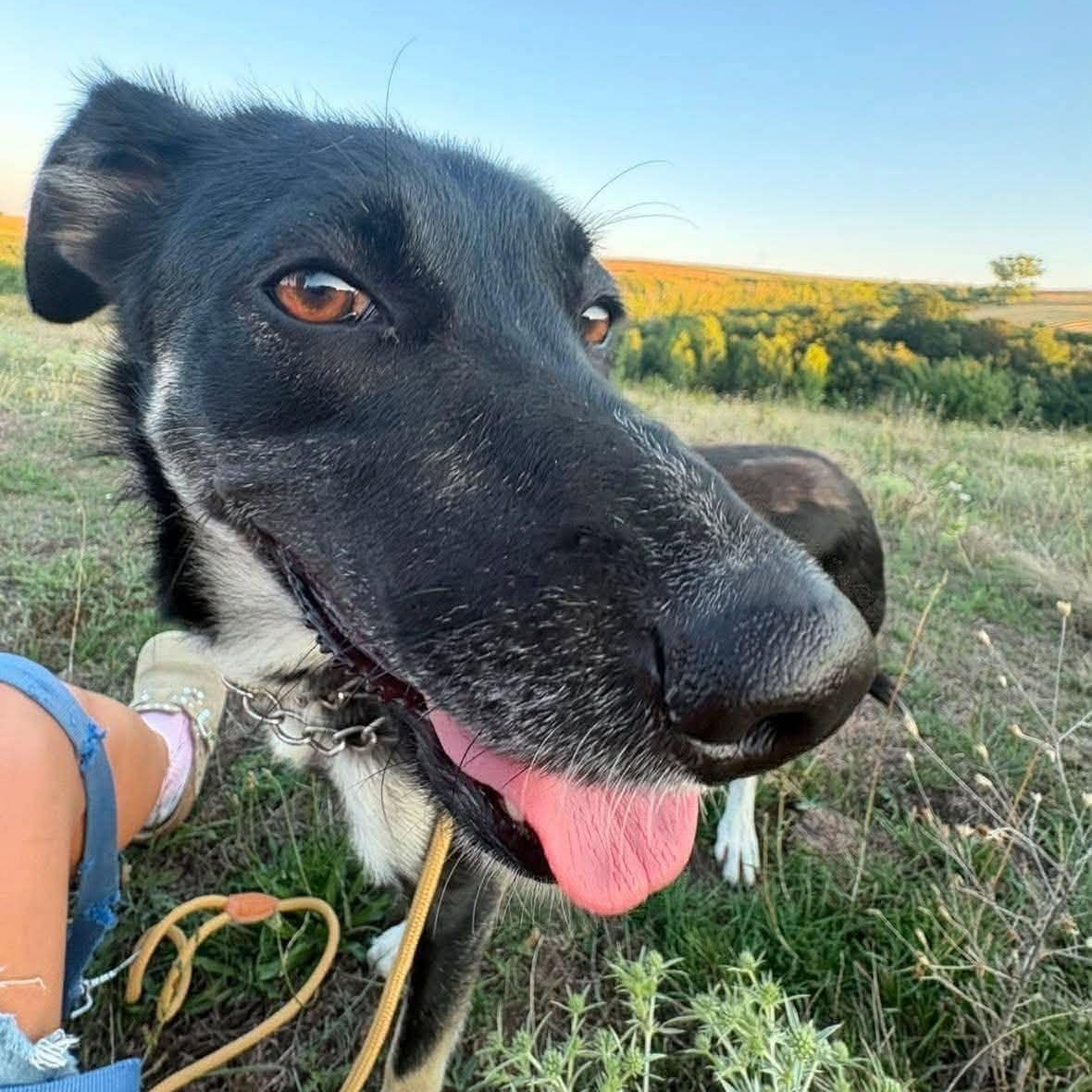 Enlarge Omega, a Adoptable mixed breed in Palos Heights, IL image 2/4