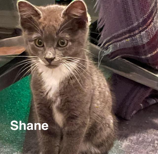 Enlarge Shane, a ADOPTABLE Domestic Short Hair in Olympia, WA image 1/1