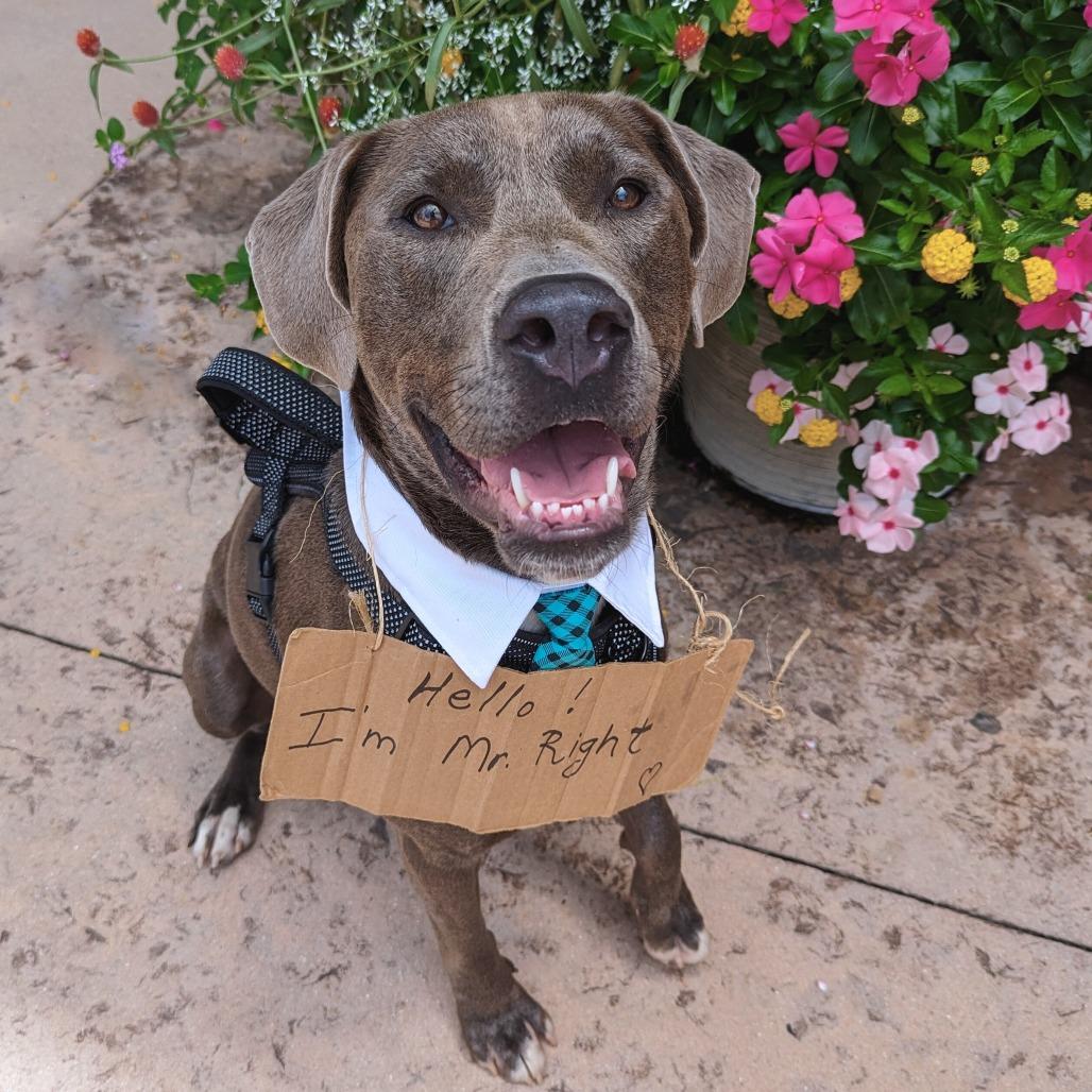 Ash, an adoptable Weimaraner, Terrier in Helena, AL, 35080 | Photo Image 3