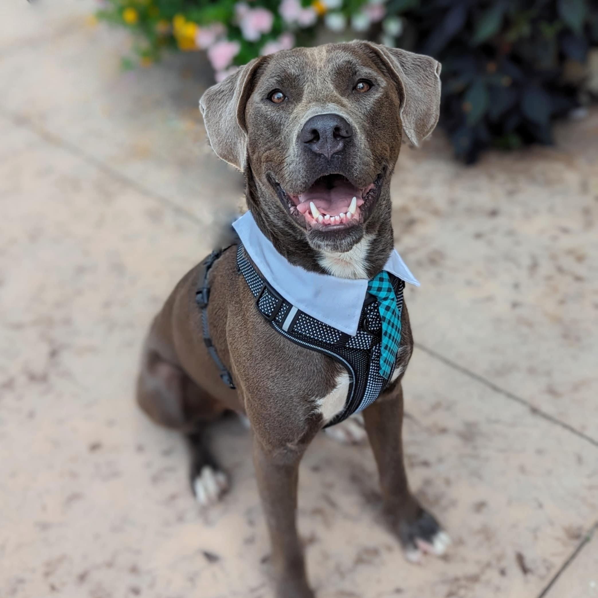 Ash, an adoptable Weimaraner, Terrier in Helena, AL, 35080 | Photo Image 1