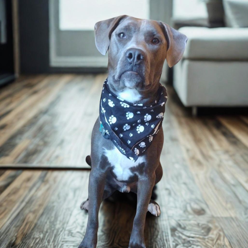 Ash, an adoptable Weimaraner, Terrier in Helena, AL, 35080 | Photo Image 3