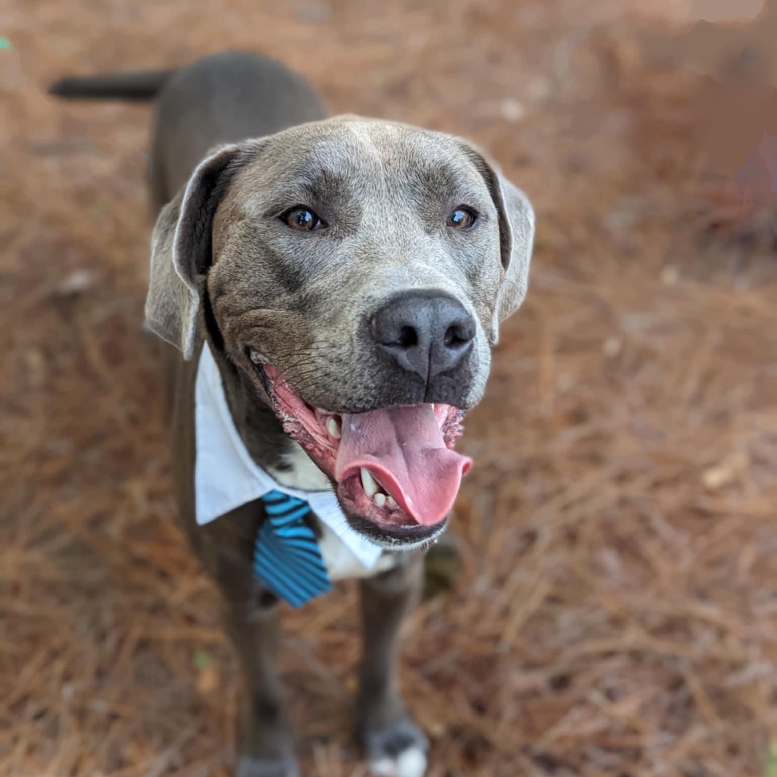Ash, an adoptable Weimaraner, Terrier in Helena, AL, 35080 | Photo Image 4