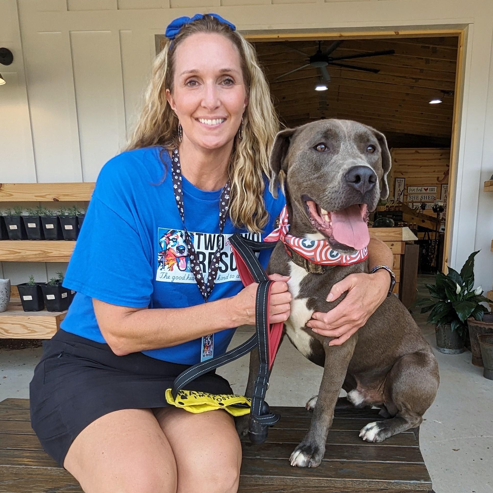 Ash, an adoptable Weimaraner, Terrier in Helena, AL, 35080 | Photo Image 2