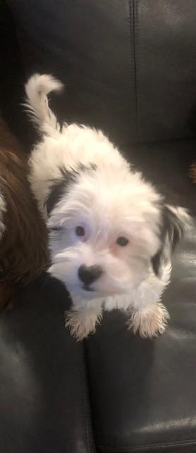 Enlarge Snoopy, a Adoptable Chinese Crested Dog in Colleyville, TX image 1/1