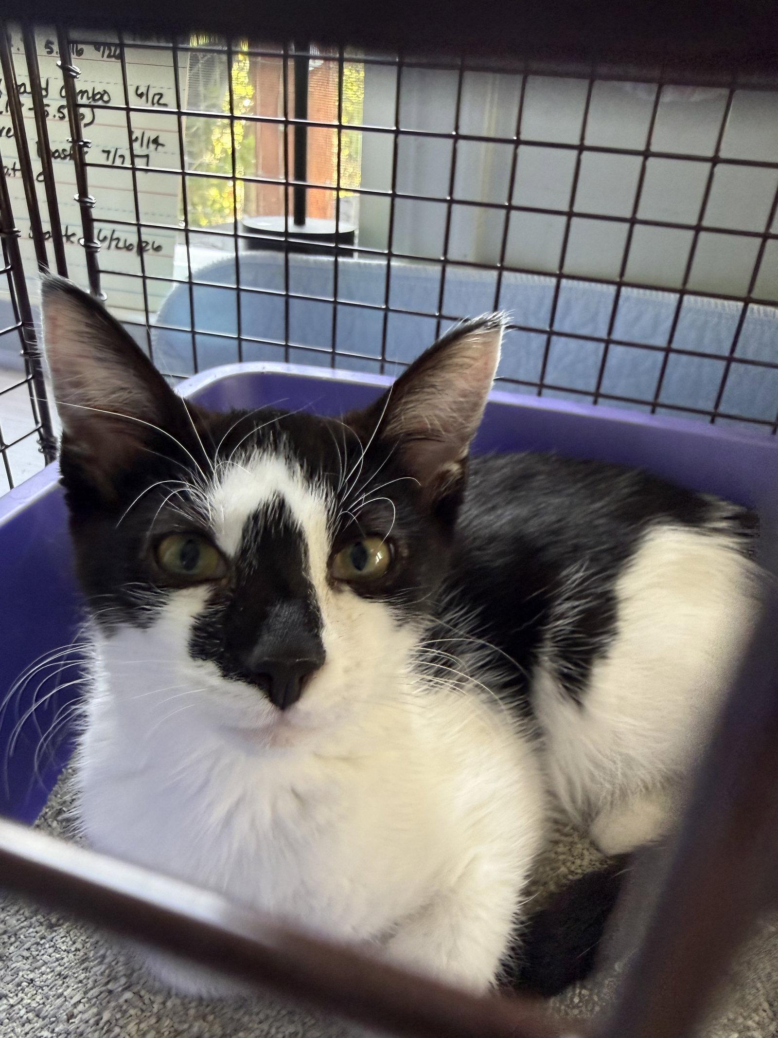 Enlarge Milo, a Adopted Domestic Short Hair in danville, CA image 1/2